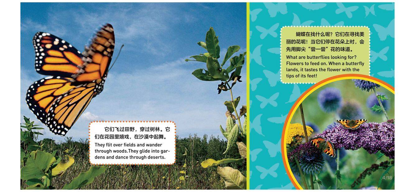 蝴蝶绘本故事第4页