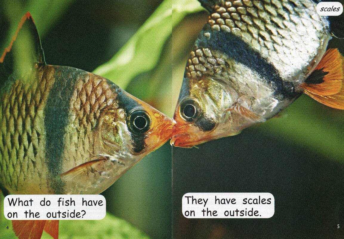 on the outside绘本故事第4页