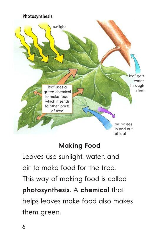 Why Do Leaves Change Color绘本故事第4页