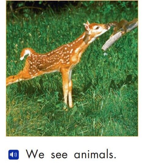 We see animals绘本故事第2页