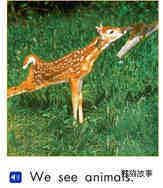 We see animals绘本故事第2页