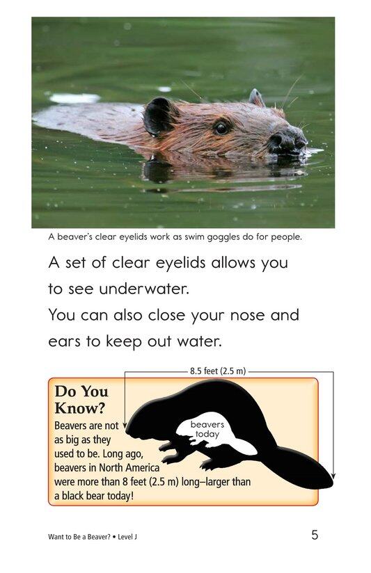 Want to Be a Beaver绘本故事第5页