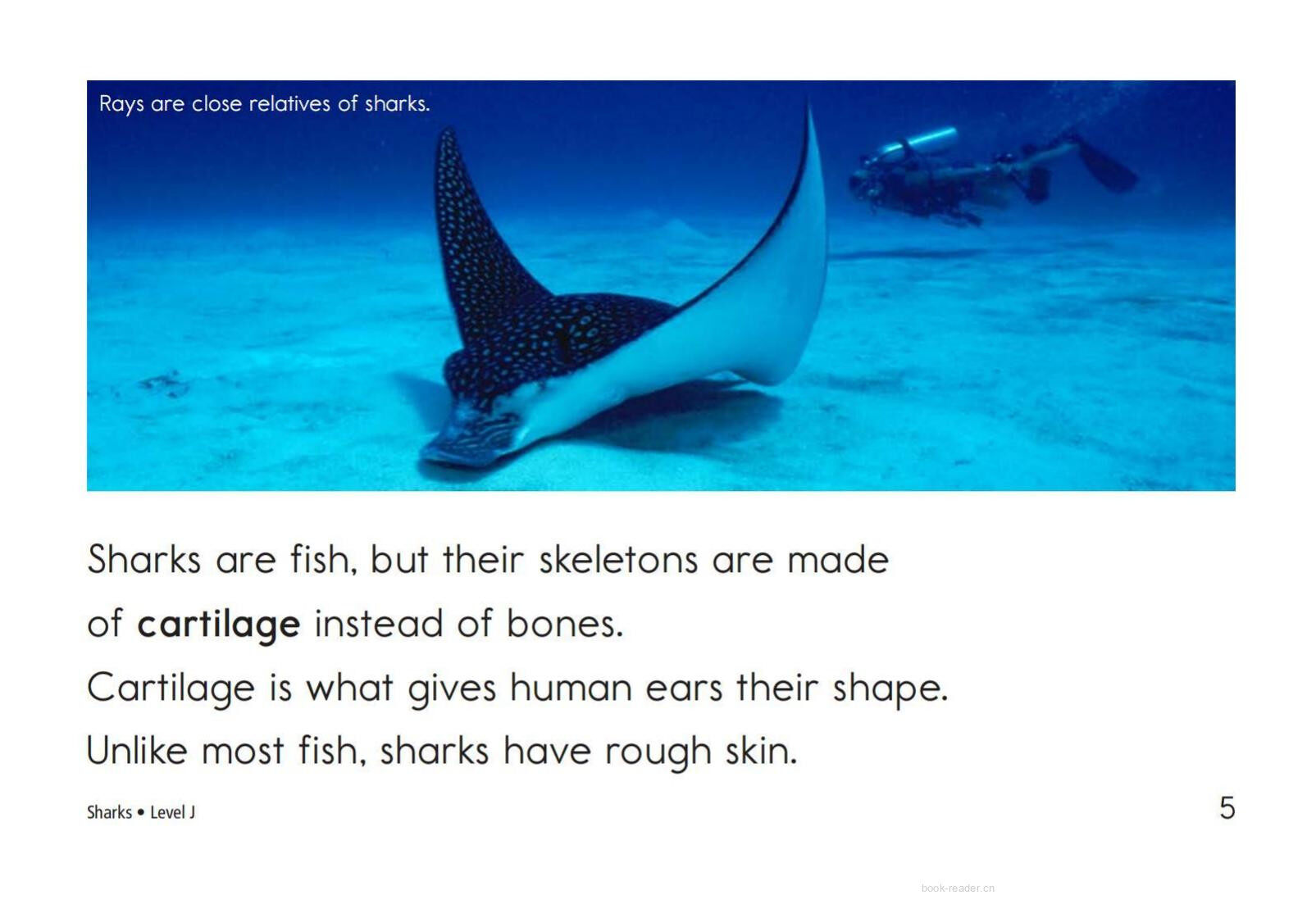 Sharks绘本故事第4页