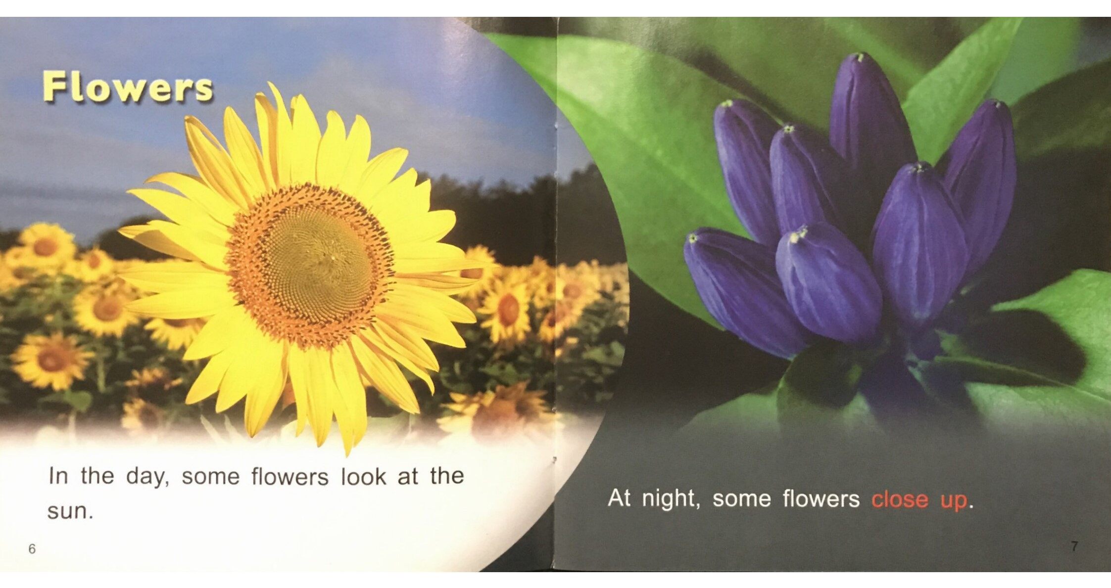 Day and Night绘本故事第5页