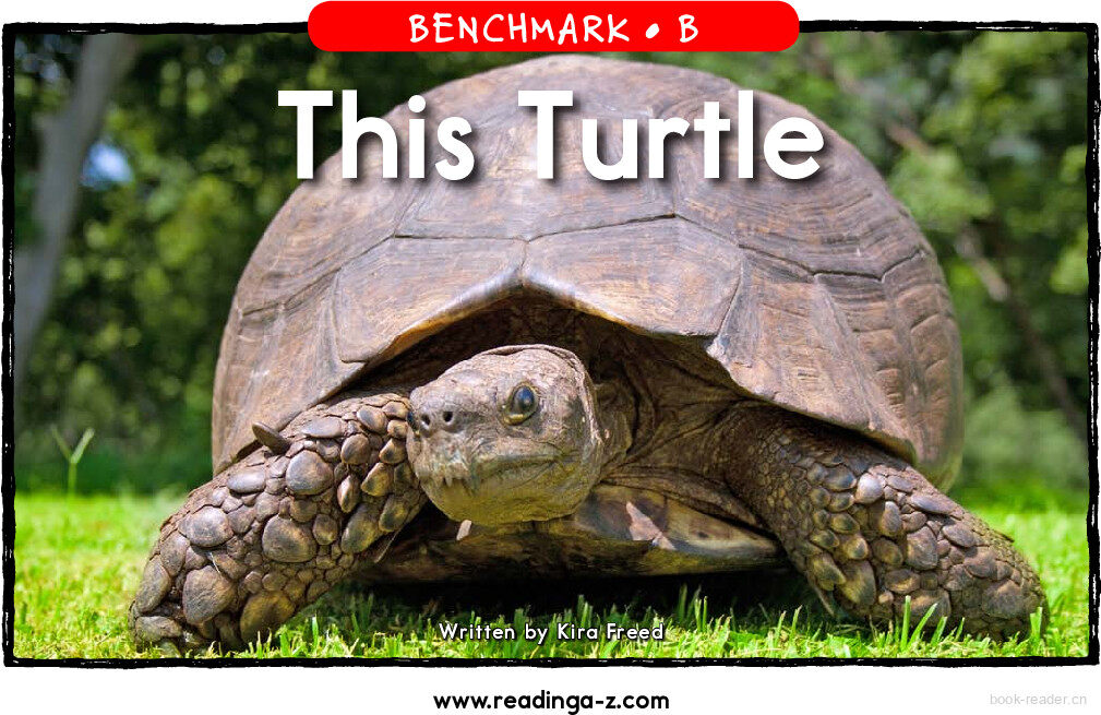 This Turtle	绘本故事第2页