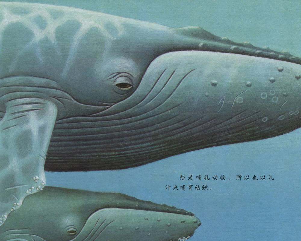 自然科学启蒙（第三辑）——喝乳汁的幼鲸绘本故事第4页
