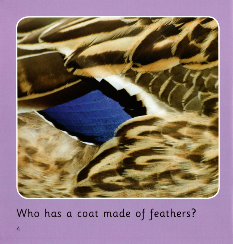 Animal Coats绘本故事第4页