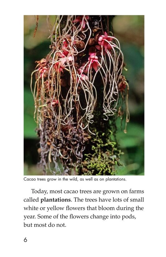 All About Chocolate绘本故事第5页