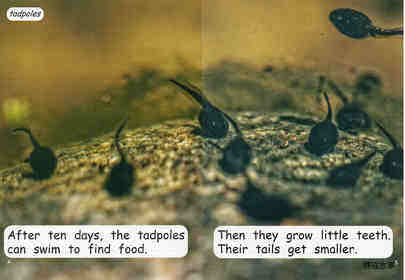 from tadpole to frog绘本故事第4页