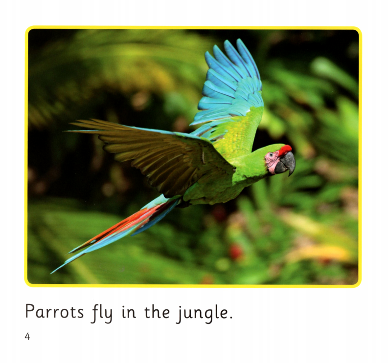 In the Jungle绘本故事第4页