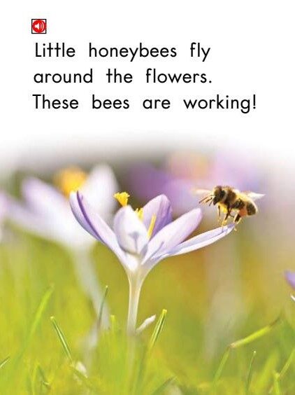 All About Honeybees绘本故事第4页