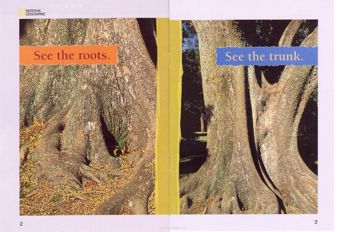 Look at the Tree绘本故事第3页