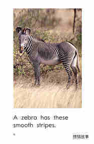 What Has These Stripes绘本故事第4页