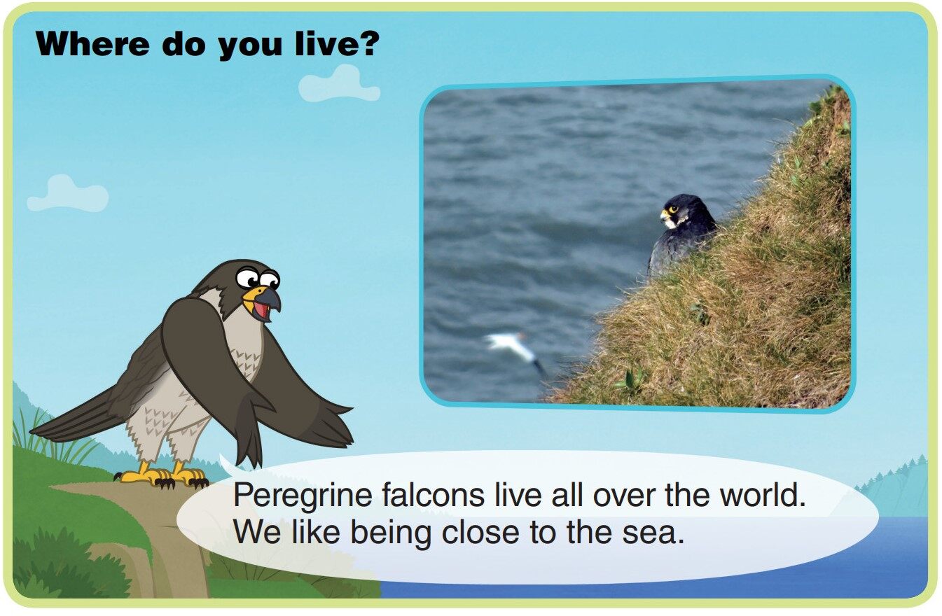 Peregrine Falcon绘本故事第4页