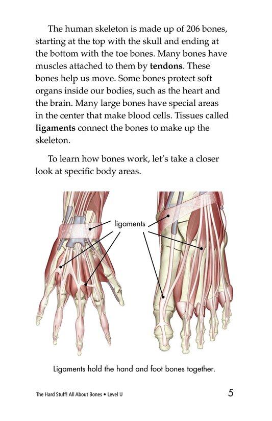 The Hard Stuff! All About Bones绘本故事第4页