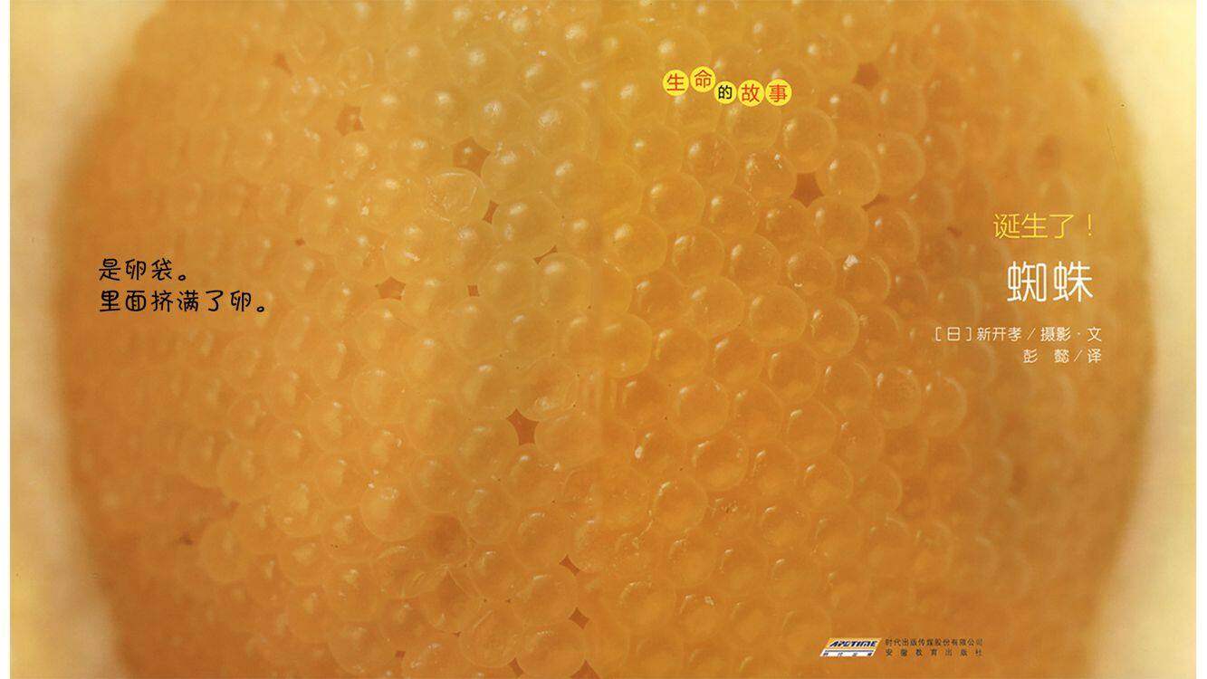 诞生了！蜘蛛绘本故事第4页