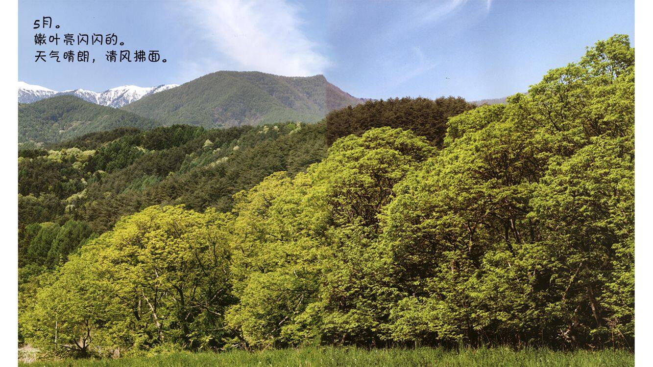 诞生了！卷叶象绘本故事第3页