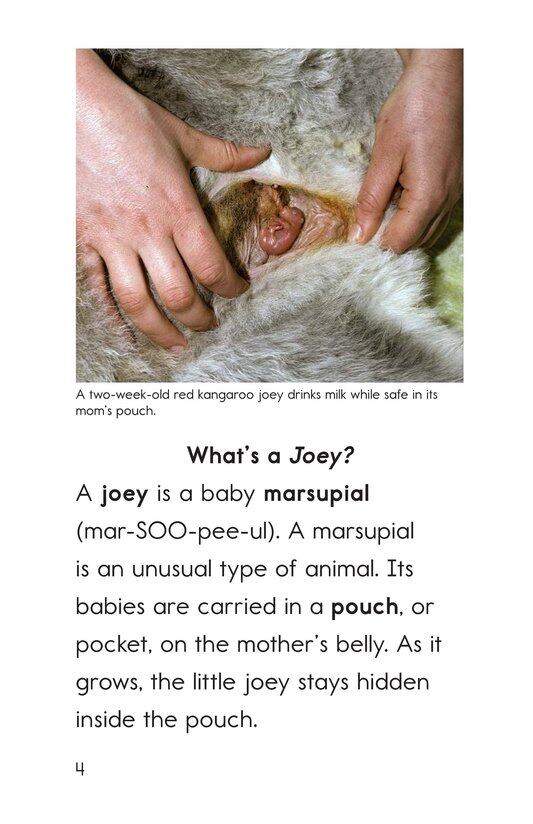 Where's the Joey绘本故事第3页