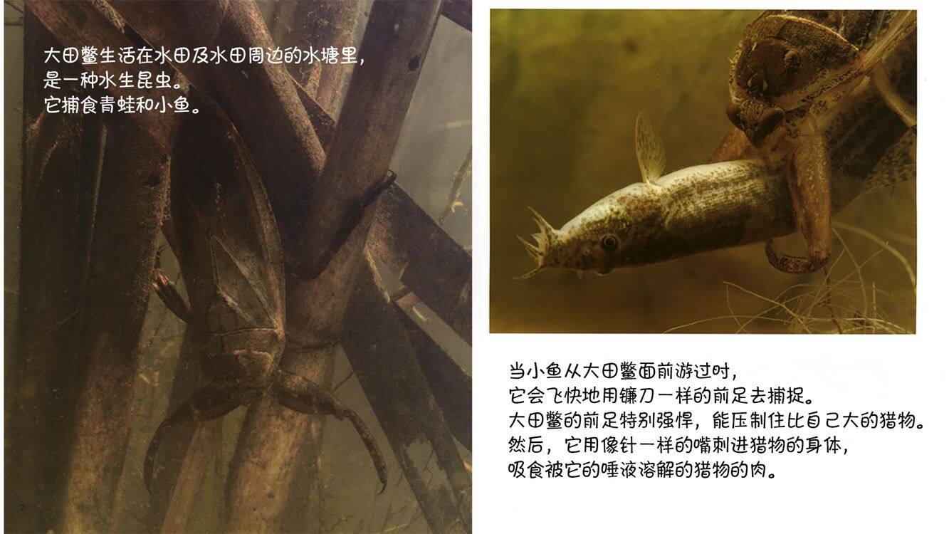 诞生了！大田鳖绘本故事第5页