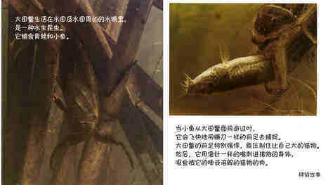 诞生了！大田鳖绘本故事第5页