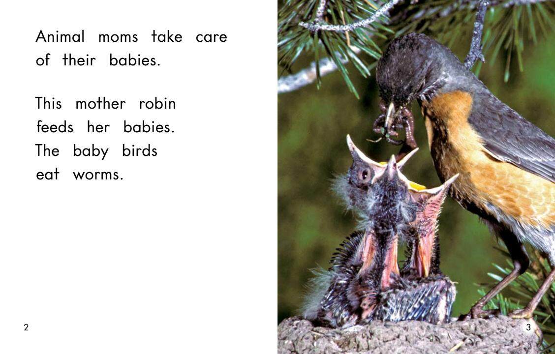 All about animal babies绘本故事第3页