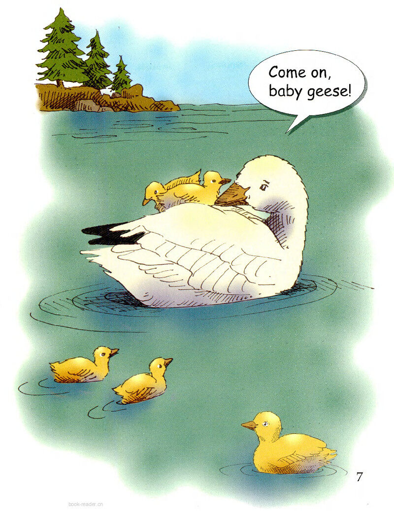 Baby Geese绘本故事第3页