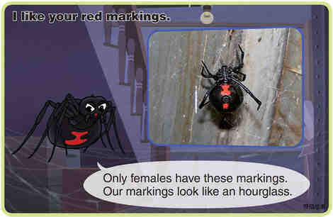 Black Widow Spider绘本故事第5页