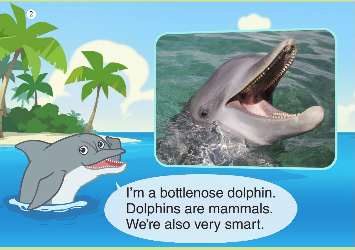 Bottlenose Dolphin绘本故事第3页