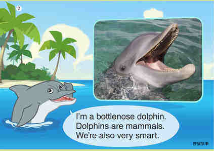 Bottlenose Dolphin绘本故事第3页