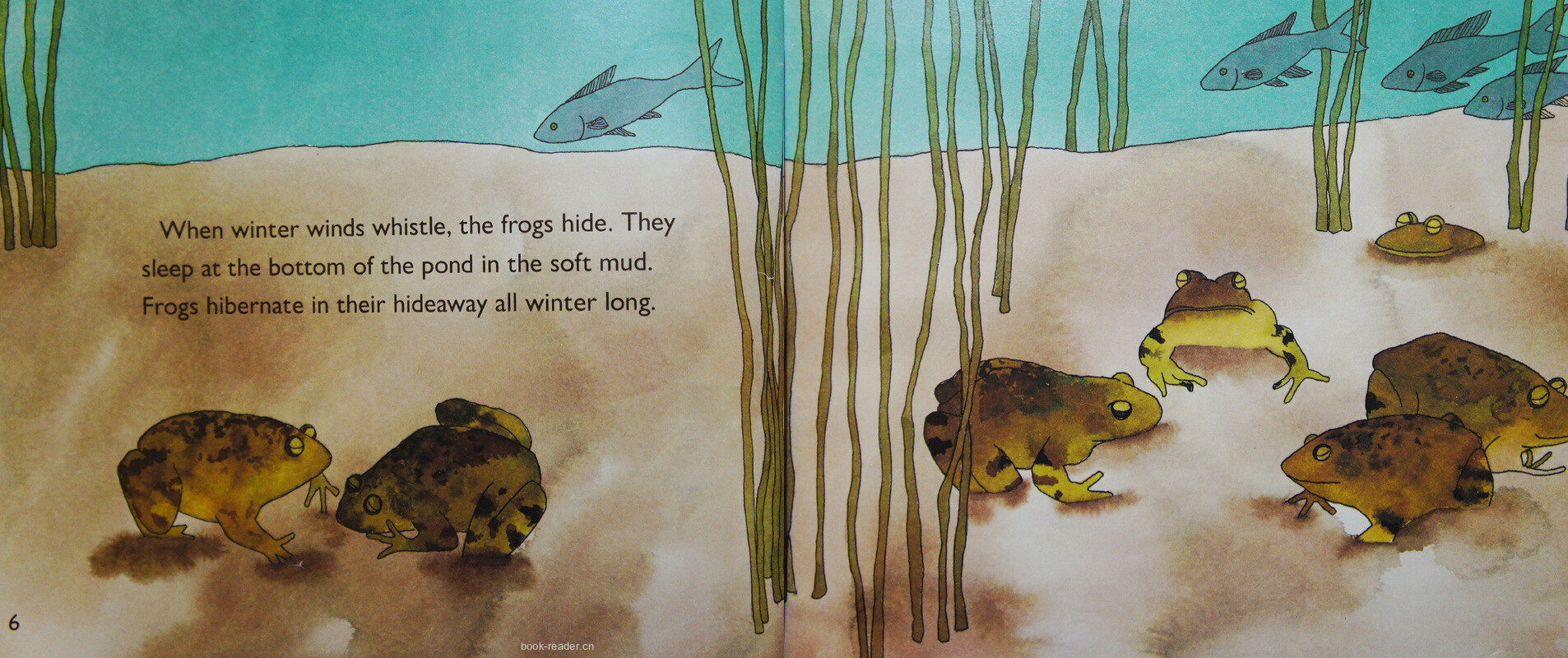 From Tadpole to FROG绘本故事第4页