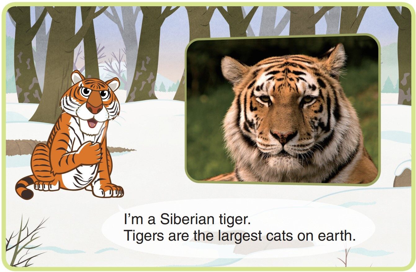 Siberian Tiger绘本故事第3页