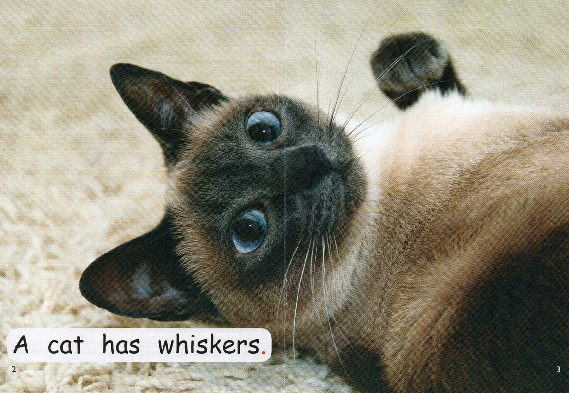 who has whiskers？绘本故事第3页
