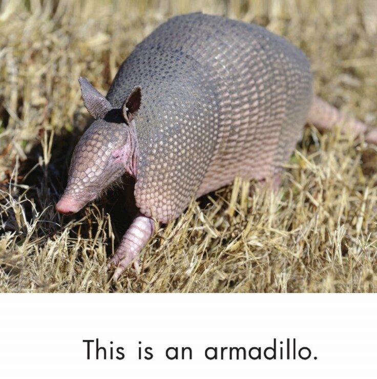 Look Around绘本故事第3页