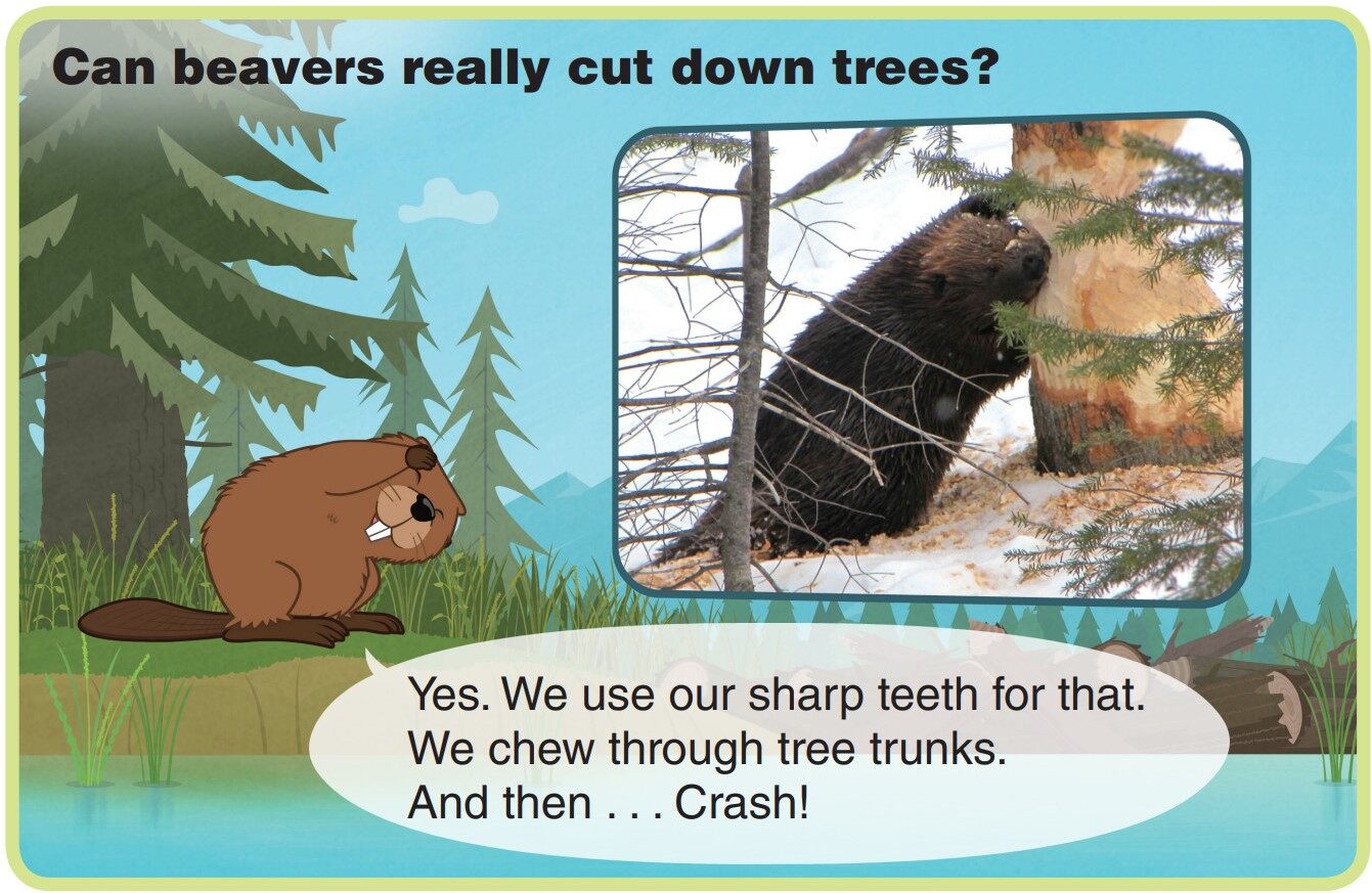 Beaver绘本故事第5页