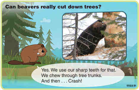 Beaver绘本故事第5页