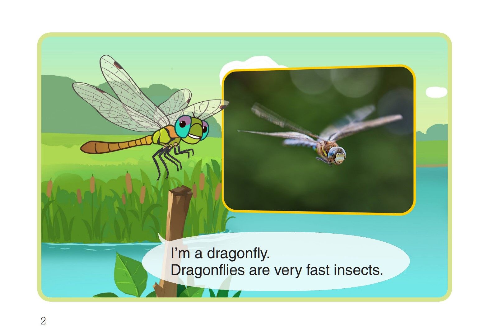 Dragonfly绘本故事第3页