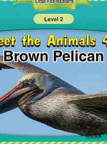 Brown Pelican