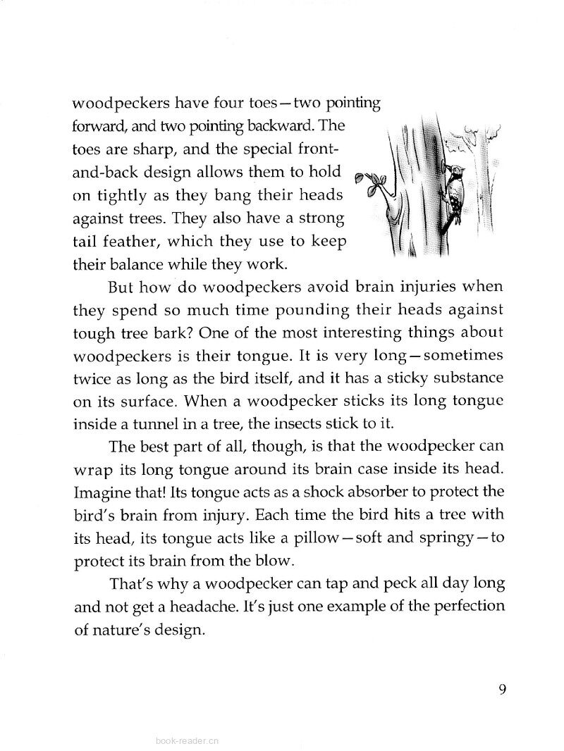 A Perfectly Designed Bird绘本故事第3页