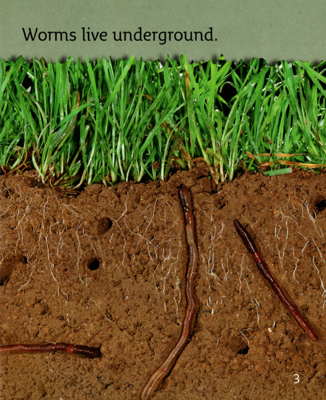 My Pet Worm绘本故事第4页