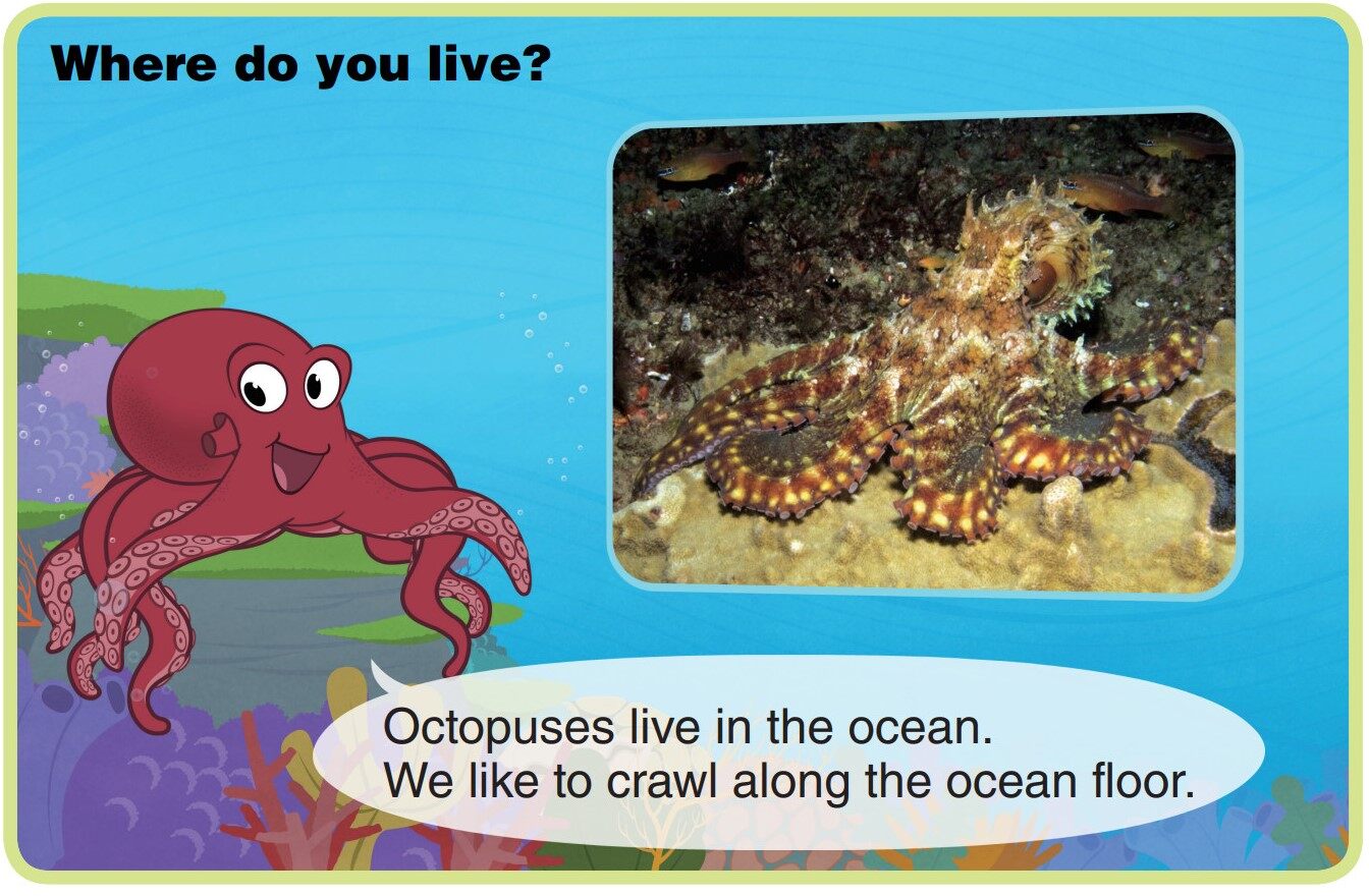 Octopus绘本故事第4页