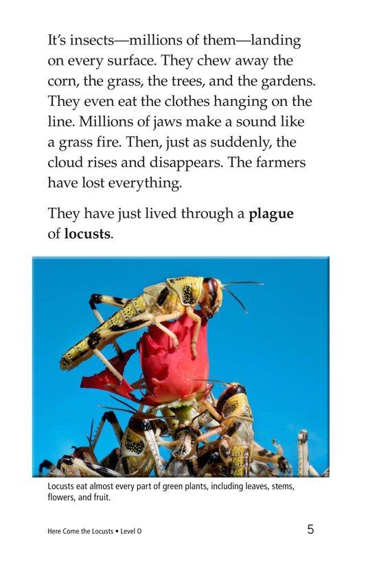 Here Come the Locusts绘本故事第4页