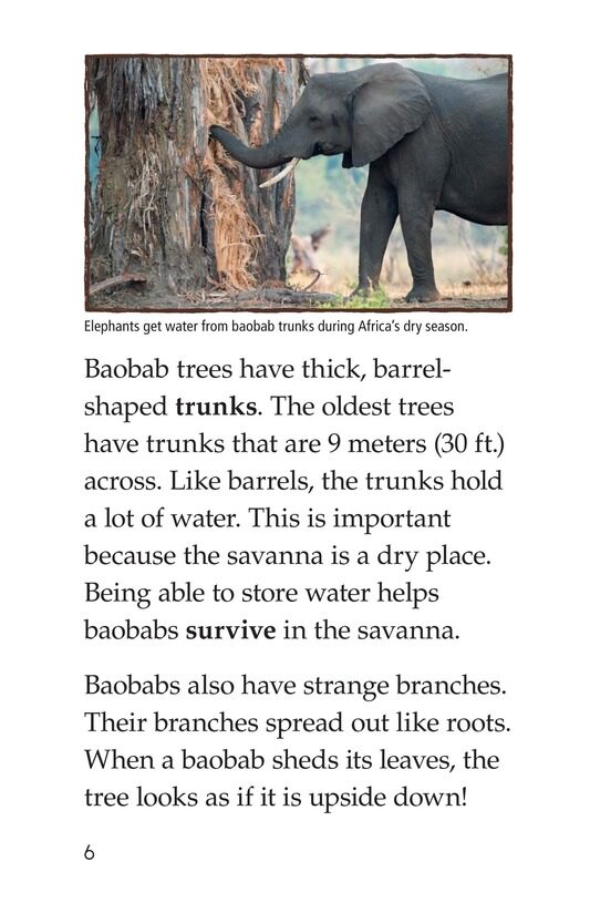 The Baobab绘本故事第5页