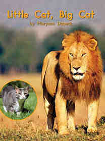 Little Cat,Big Cat