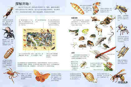 搜索微小的草丛居民绘本故事第2页