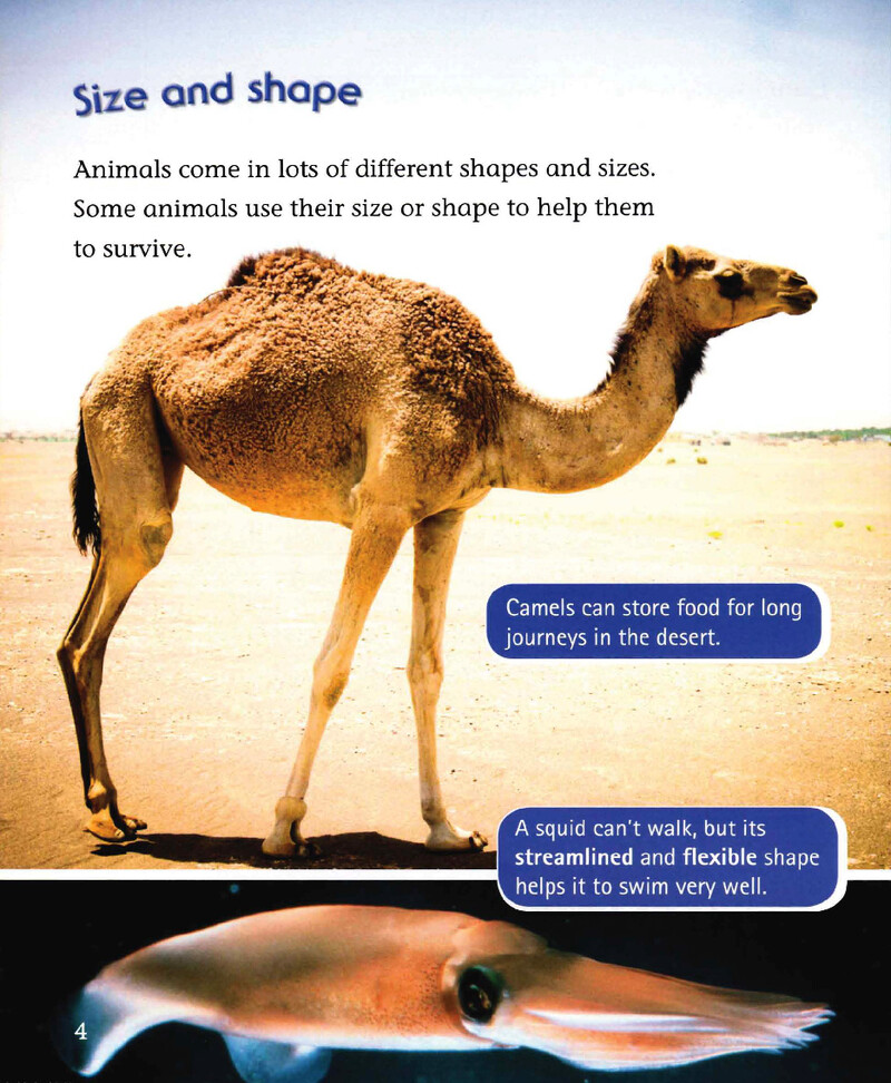 Why Can't Humans Fly绘本故事第5页