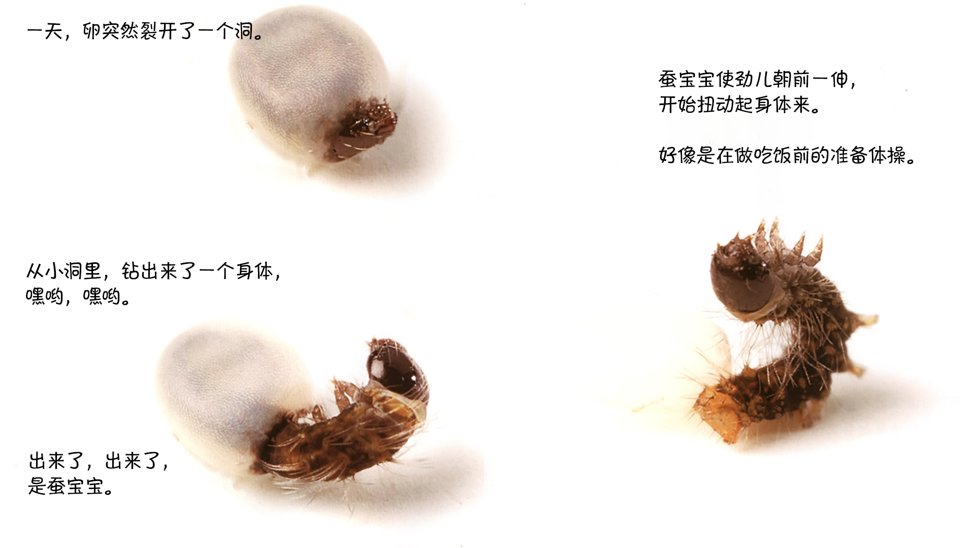 诞生了！蚕绘本故事第5页