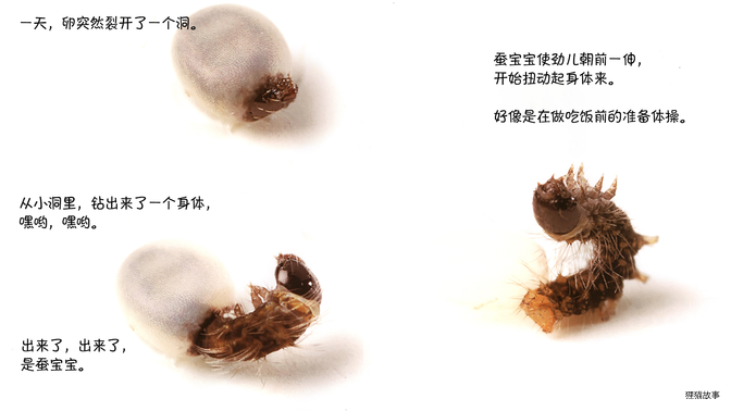 诞生了！蚕绘本故事第5页