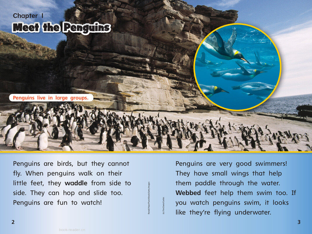 G1 Bey U4W2 Penguins All Around绘本故事第4页