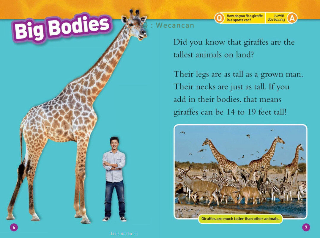 Giraffes绘本故事第4页