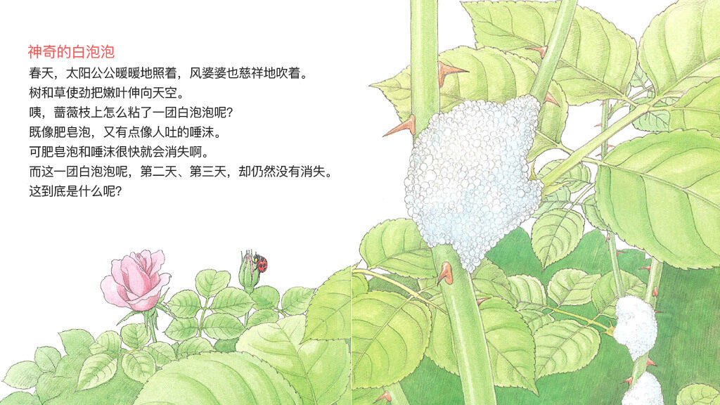 泡泡里的住户沫蝉绘本故事第4页